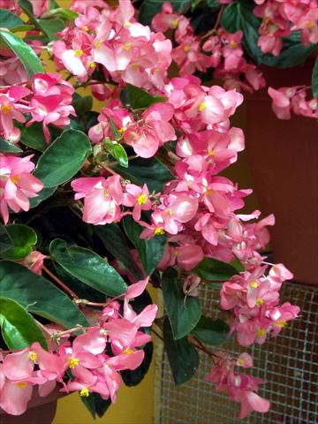 Photo de variété de fleurs à utiliser comme: Plante à massif, pot ou Suspension Begonia hybrida Dragon Wing Rosa