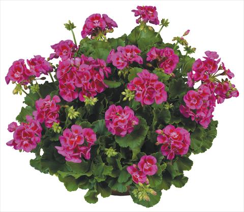Photo de variété de fleurs à utiliser comme: Pot, Plante à massif, patio Pelargonium zonale Flower Kiss Violet