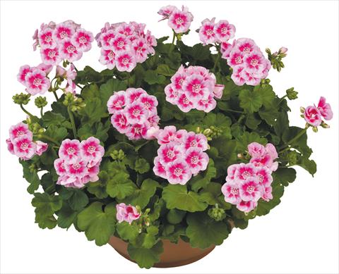 Photo de variété de fleurs à utiliser comme: Pot, Plante à massif, patio Pelargonium zonale Flower Kiss White
