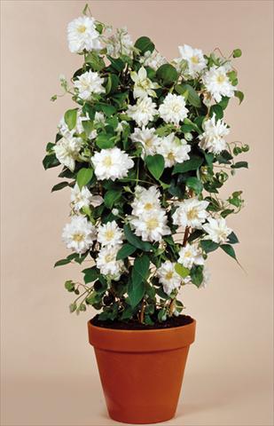 Photo de variété de fleurs à utiliser comme: Plante à massif/ plante de bordure Clematis Arctic Queen™