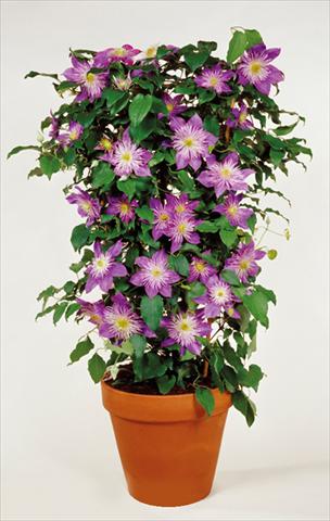 Photo de variété de fleurs à utiliser comme: Plante à massif/ plante de bordure Clematis Crystal Fountain™