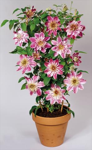 Photo de variété de fleurs à utiliser comme: Plante à massif/ plante de bordure Clematis Empress™