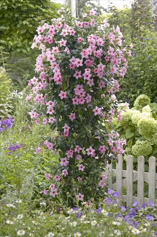 Photo de variété de fleurs à utiliser comme: Patio, pot Dipladenia Sundaville Classic Cream Pink