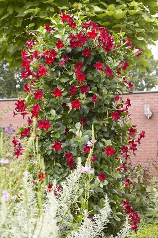Photo de variété de fleurs à utiliser comme: Patio, pot Dipladenia Sundaville Classic Dark Red