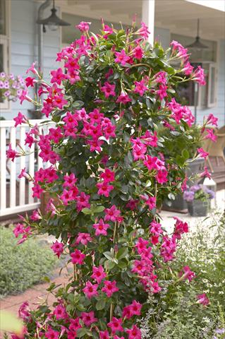 Photo de variété de fleurs à utiliser comme: Patio, pot Dipladenia Sundaville Classic Pink