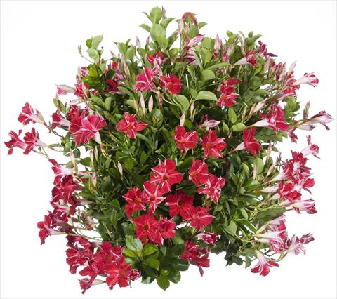 Photo de variété de fleurs à utiliser comme: Patio, pot Dipladenia Sundaville Classic Red Star