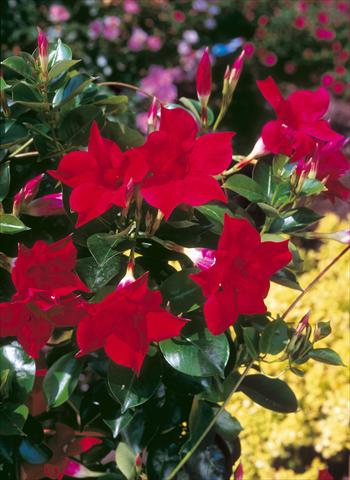 Photo de variété de fleurs à utiliser comme: Patio, pot Dipladenia Sundaville Classic Red