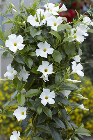 Photo de variété de fleurs à utiliser comme: Patio, pot Dipladenia Sundaville Classic White