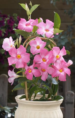 Photo de variété de fleurs à utiliser comme: Patio, pot Dipladenia Sundaville Cosmos Pink