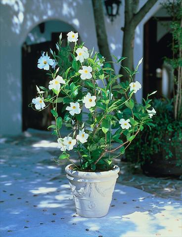 Photo de variété de fleurs à utiliser comme: Patio, pot Dipladenia Sundaville Cosmos White