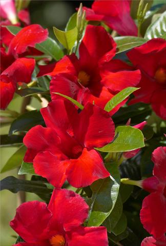 Photo de variété de fleurs à utiliser comme: Patio, pot Dipladenia Sundaville Crimson King