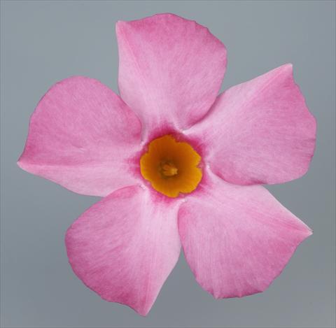 Photo de variété de fleurs à utiliser comme: Patio, pot Dipladenia Sundaville Pretty Rose
