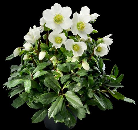 Photo de variété de fleurs à utiliser comme: Plante à massif/ plante de bordure Helleborus Orientalis-Hybr. 