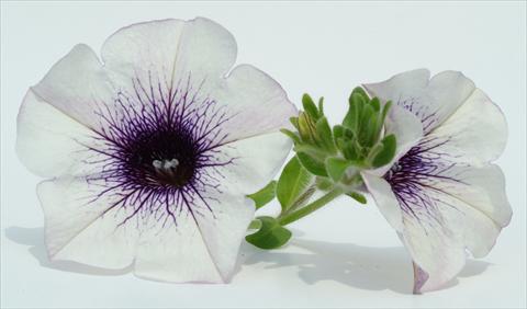 Photo de variété de fleurs à utiliser comme: Pot, Plante à massif, patio, Suspension Petunia Surfinia® Blue Vein
