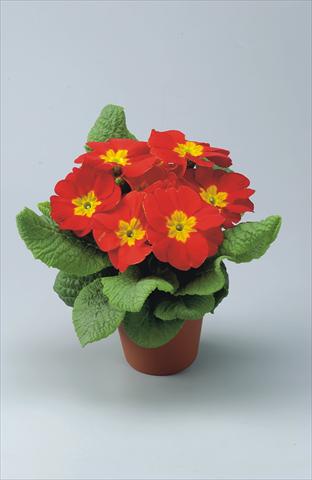 Photo de variété de fleurs à utiliser comme: Pot et Plante à massif Primula acaulis, veris, vulgaris Eblo Rossa