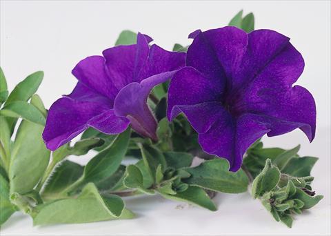 Photo de variété de fleurs à utiliser comme: Pot, Plante à massif, patio, Suspension Petunia Surfinia® Blue