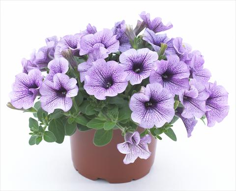 Photo de variété de fleurs à utiliser comme: Pot, Plante à massif, patio, Suspension Petunia Surfinia® Compact Purple Vein