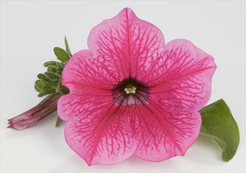 Photo de variété de fleurs à utiliser comme: Pot, Plante à massif, patio, Suspension Petunia Surfinia® Hot Pink 05