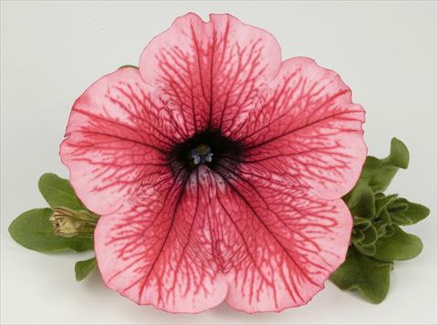 Photo de variété de fleurs à utiliser comme: Pot, Plante à massif, patio, Suspension Petunia Surfinia® Hot Red