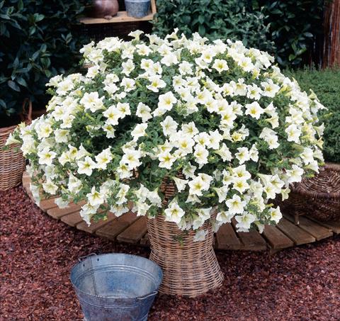 Photo de variété de fleurs à utiliser comme: Pot, Plante à massif, patio, Suspension Petunia Surfinia® Lime