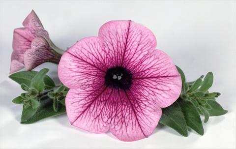 Photo de variété de fleurs à utiliser comme: Pot, Plante à massif, patio, Suspension Petunia Surfinia® Pink Vein 06