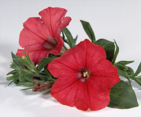 Photo de variété de fleurs à utiliser comme: Pot, Plante à massif, patio, Suspension Petunia Surfinia® Red