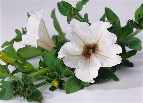 Photo de variété de fleurs à utiliser comme: Pot, Plante à massif, patio, Suspension Petunia Surfinia® White