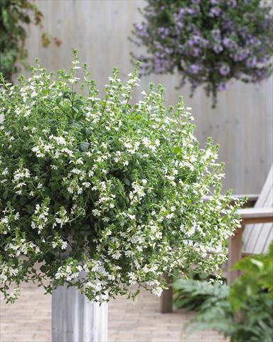 Photo de variété de fleurs à utiliser comme: Pot, patio, Suspension Scaevola aemula Surdiva® White 11