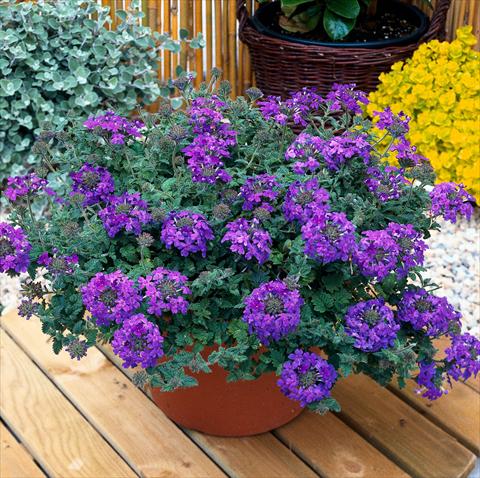 Photo de variété de fleurs à utiliser comme: Pot, patio, Suspension Verbena Temari® Blue