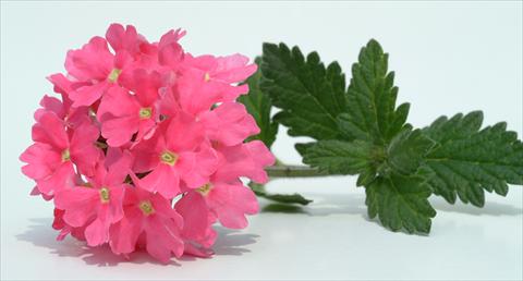 Photo de variété de fleurs à utiliser comme: Pot, patio, Suspension Verbena Temari® Coral Pink