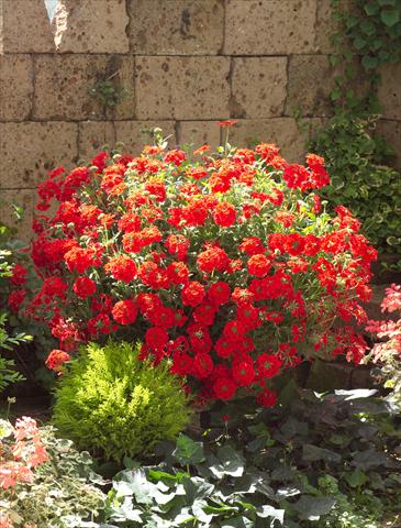 Photo de variété de fleurs à utiliser comme: Pot, patio, Suspension Verbena Temari® Red 2006