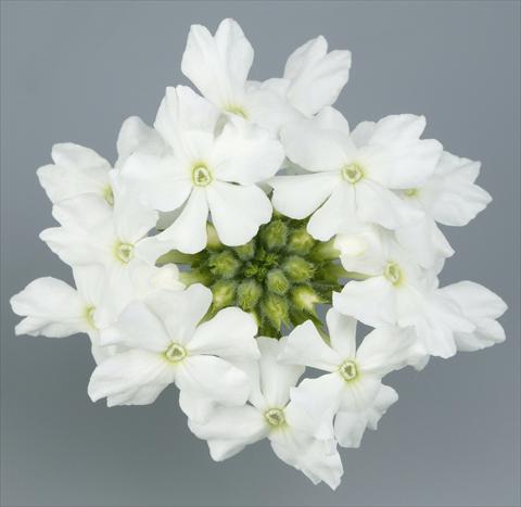 Photo de variété de fleurs à utiliser comme: Pot, patio, Suspension Verbena Temari® White