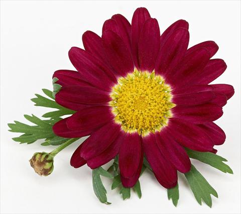 Photo de variété de fleurs à utiliser comme: Pot et Plante à massif Argyranthemum frutescens Bellavita Classic Magenta