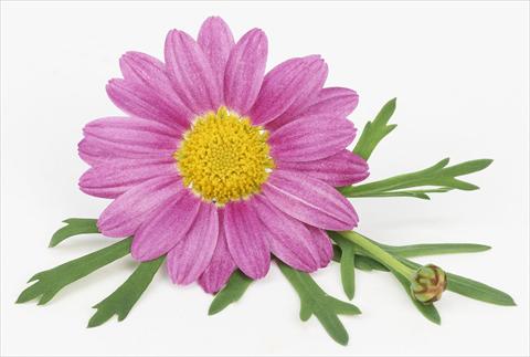Photo de variété de fleurs à utiliser comme: Pot et Plante à massif Argyranthemum frutescens Bellavita Classic Pink