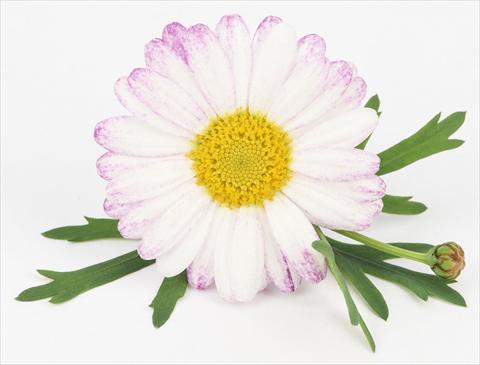Photo de variété de fleurs à utiliser comme: Pot et Plante à massif Argyranthemum frutescens Bellavita Classic Spray