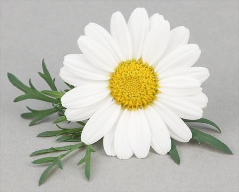 Photo de variété de fleurs à utiliser comme: Pot et Plante à massif Argyranthemum frutescens Bellavita Classic White