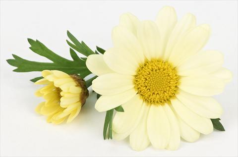 Photo de variété de fleurs à utiliser comme: Pot et Plante à massif Argyranthemum frutescens Bellavita Lemon