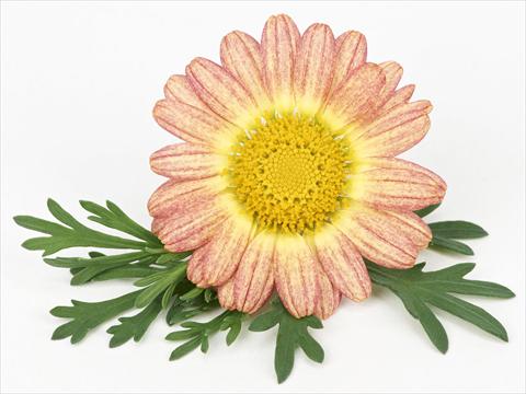 Photo de variété de fleurs à utiliser comme: Pot et Plante à massif Argyranthemum frutescens Bellavita Peach