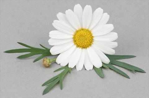 Photo de variété de fleurs à utiliser comme: Pot et Plante à massif Argyranthemum frutescens Bellavita Silver White