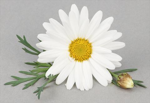 Photo de variété de fleurs à utiliser comme: Pot et Plante à massif Argyranthemum frutescens Bellavita Triple White