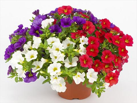 Photo de variété de fleurs à utiliser comme: Pot, Plante à massif, patio, Suspension Calibrachoa Mille Baci® French Kiss