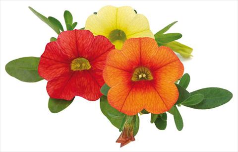 Photo de variété de fleurs à utiliser comme: Pot, Plante à massif, patio, Suspension Calibrachoa Mille Baci® Hot Kiss