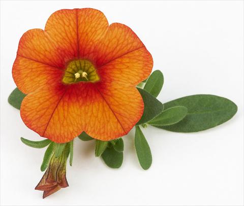 Photo de variété de fleurs à utiliser comme: Pot, Plante à massif, patio, Suspension Calibrachoa Mille Baci® Orange