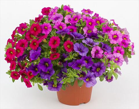 Photo de variété de fleurs à utiliser comme: Pot, Plante à massif, patio, Suspension Calibrachoa Mille Baci® Romantic Kiss