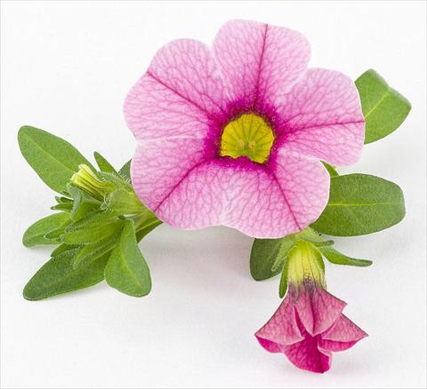 Photo de variété de fleurs à utiliser comme: Pot, Plante à massif, patio, Suspension Calibrachoa Mille Baci® Rose impr