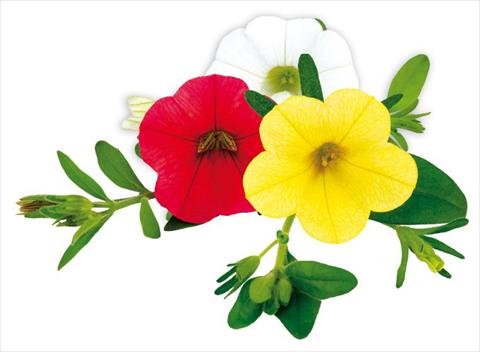 Photo de variété de fleurs à utiliser comme: Pot, Plante à massif, patio, Suspension Calibrachoa Million Bells® Concert
