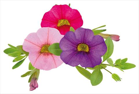 Photo de variété de fleurs à utiliser comme: Pot, Plante à massif, patio, Suspension Calibrachoa Million Bells® Lullaby