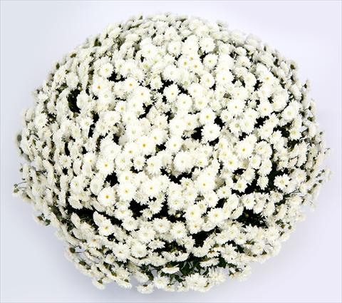 Photo de variété de fleurs à utiliser comme: Pot et Plante à massif Chrysanthemum Belgian Lana