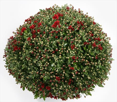 Photo de variété de fleurs à utiliser comme: Pot et Plante à massif Chrysanthemum Belgian Loretto