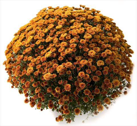 Photo de variété de fleurs à utiliser comme: Pot et Plante à massif Chrysanthemum Belgian Renata
